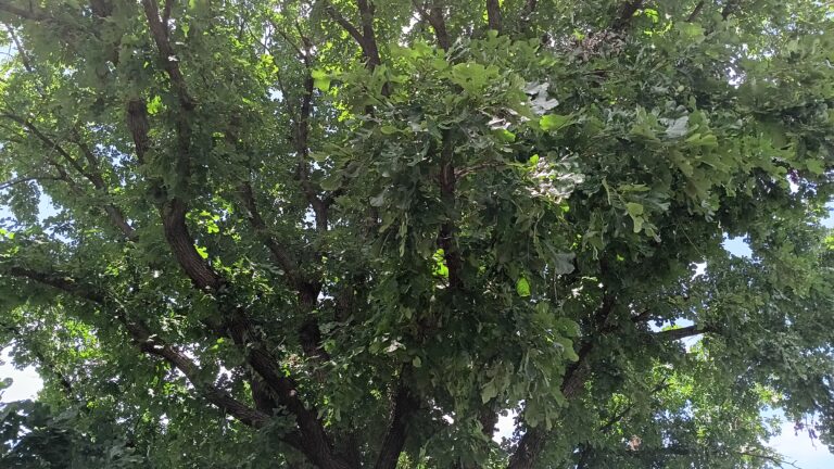 woundedtree2